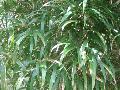 Marbled Bamboo / Chimonobambusa marmorea 